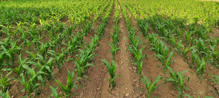 Panoramic shot of a corn plantation in its first weeks of growth.