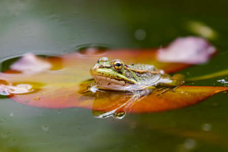 Iberian green frog (Pelophylax perezi), among lily pads. Selective focus. Spainの写真素材