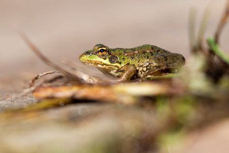Selective focus of Iberian green frog (Pelophylax perezi), sunbathing on top of a rock. Spain