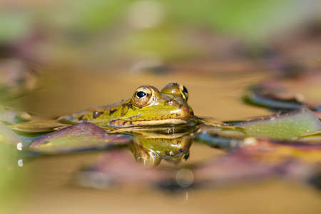 Selective focus of Iberian green frog (Pelophylax perezi), between lily pads. Spainの写真素材