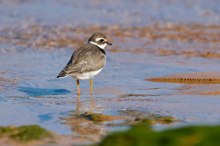 Common ringed plover (Charadrius hiaticula), resting on the beach sand. Asturias, Spain