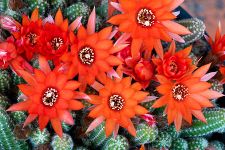 High angle of spiky Echinopsis chamaecereus cactus with vibrant blooming flowers vegetating in flowerpotの写真素材