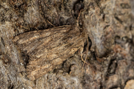Closeup apamea monoglypha moth with camouflage crawling on rough bark of tree in forestの写真素材