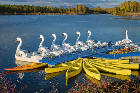 White pedal boats in shape of swans and yellow canoes moored near wooden quay on pond on sunny dayの写真素材