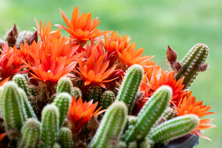 Green Echinopsis chamaecereus cactus with bright orange blossoming flowers growing in pot against blurred backgroundの写真素材