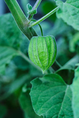 Vertical closeup of green boxes of physalis alkekengi, growing on the plant.の写真素材