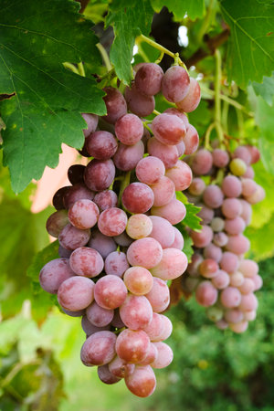 Two large bunches of pink grapes hang from a vine in autumn in the countrysideの写真素材