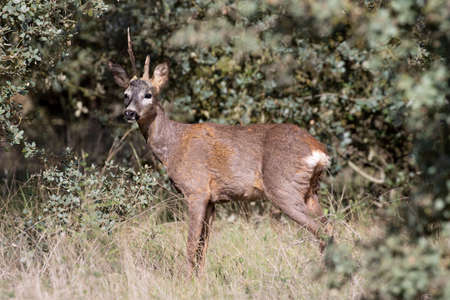 Buck of capreolus capreolus deer with broken antlers standing on grass near lush bushes outside woodlandの写真素材