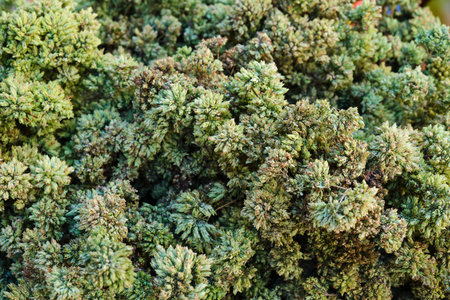 Close-up of a sprig of Sicilian dried oregano, aromatic spice. Organic foods