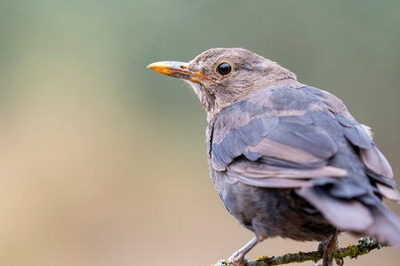 Close-up of female Common Blackbird, Turdus merula, perched on a thin branch against an even green background. Space for textの写真素材