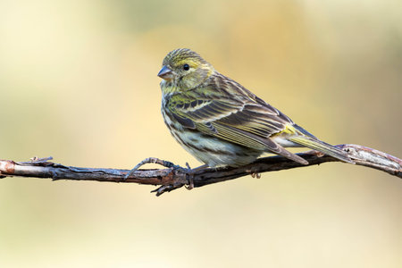 Female European Serin (Serinus serinus) perched on a thin dry branch on a uniform ocher background...