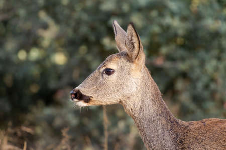 Close-up of female roe deer, Capreolus capreolus, standing on a background of bushes in summerの写真素材