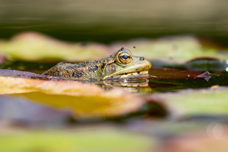 Closeup pelophylax perezi frog sitting on a green water lily leaf in the pond