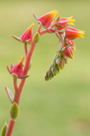 Beautiful and succulent echeveria plant blooming in summer on an unfocused and uniform green backgroundの写真素材