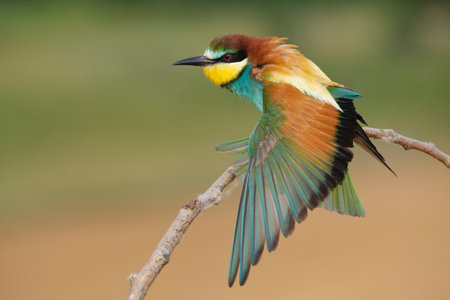 Wild female sylvia atricapilla bird sitting on thin branch on blurred background of green countrysideの写真素材