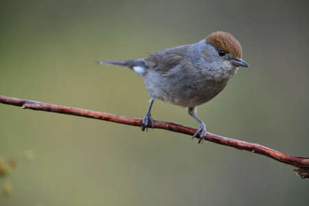 Wild female sylvia atricapilla bird sitting on thin branch on blurred background of green countrysideの写真素材