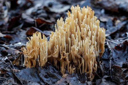 High angle of artomyces pyxidatus fungus growing on wet ground with decaying leaves on autumn day in forestの写真素材