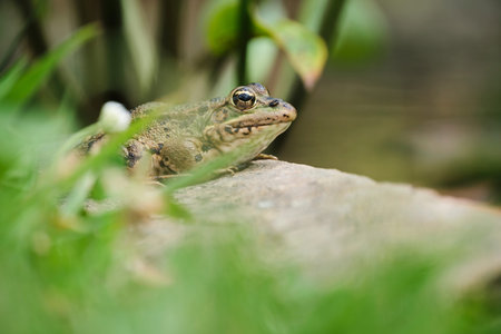 Soft focus of wild pelophylax ridibundus frog sitting on rock near grass on shore of lake on summer...