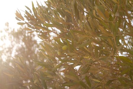 Olives growing in olive tree at sunset. spanish olive oilの写真素材