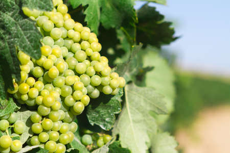 bunch of grapes in the fieldの写真素材