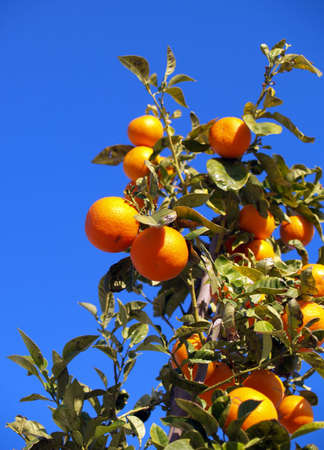 Orange treeの写真素材