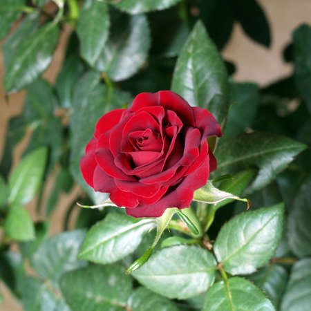 Red rose   の写真素材