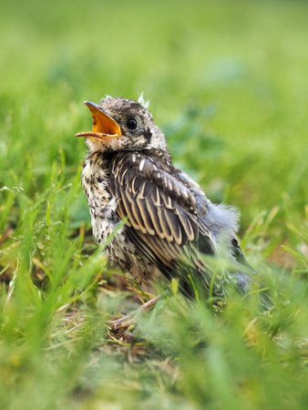 Baby thrush sitting on the grass with a worm in its beakの写真素材