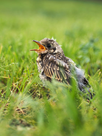 Young nesting of thrush on the green grass with open beakの写真素材