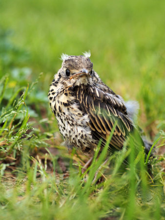 Closeup of a baby song thrush (Turdus philomelos) in the grassの写真素材