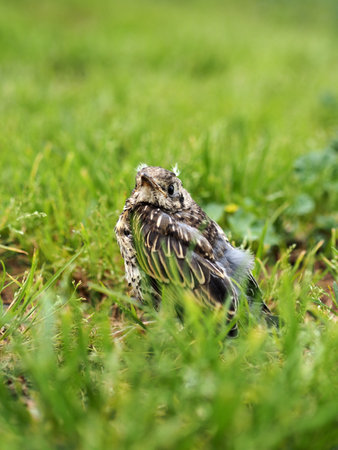 Baby bird on the green grass in the park. Shallow depth of field.の写真素材