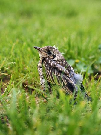 Baby thrush (Luscinia svecica) on the grassの写真素材
