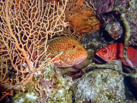 reef 1                               の写真素材