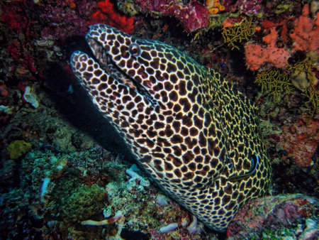 Morena fish                               
