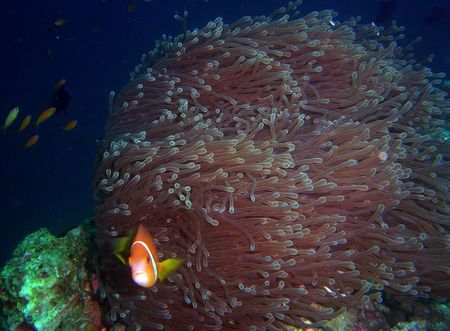 Clown Fish                               の写真素材