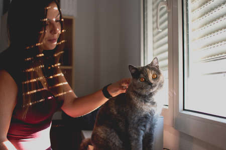 Young caucasian woman petting a British shorthair catの写真素材
