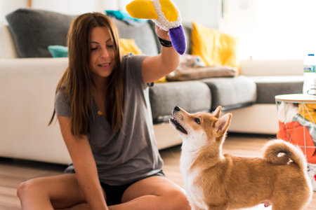 Red shiba inu dog puppy playing with a young caucasian woman and a toy on the floorの写真素材