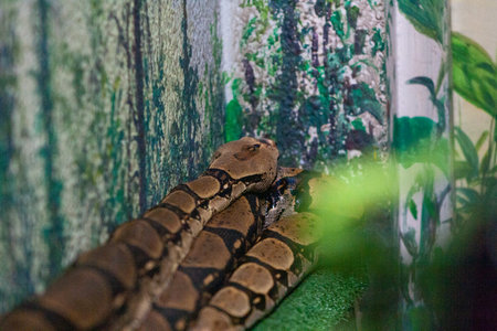 Brown boa constrictor in the terrarium on a green background