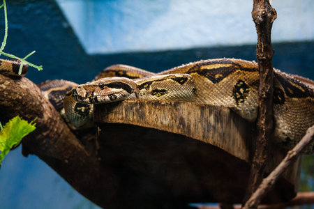 Boa constrictor or Python reticulatus in the zoo