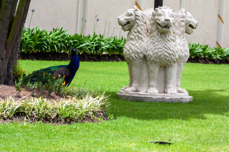 Peacock and lion statue in the garden at Bangkok, Thailandの写真素材