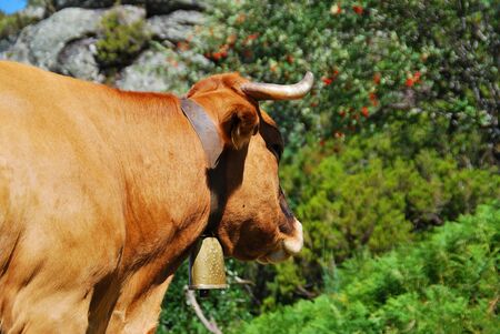 Cow in the nature, Ancares Mountains, Galicia, Spainの写真素材