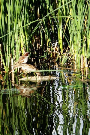Reflections in the waterの素材
