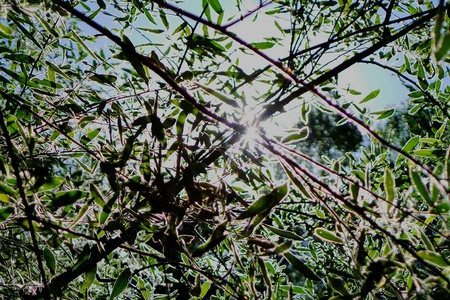 Looking at the skyの素材