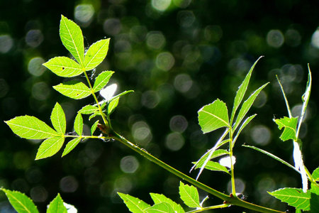 Looking at the skyの素材