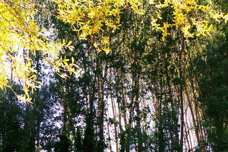 Looking at the skyの素材