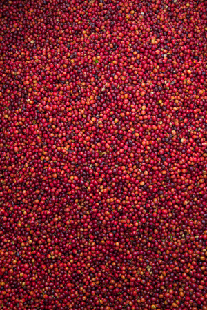 Fresh coffee beansの写真素材