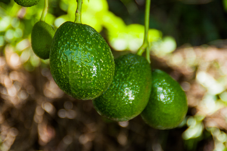 Avocado treeの写真素材