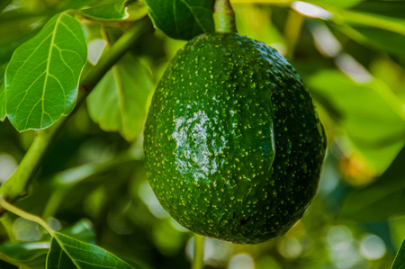 Avocadoの写真素材