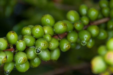 green coffee beansの写真素材