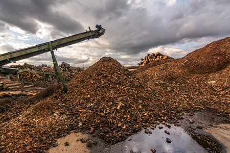 Transport of pine logs in a sawmill for processing and pellet processing in a large logging...