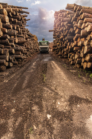 Transport of pine logs in a sawmill for processing and pellet processing